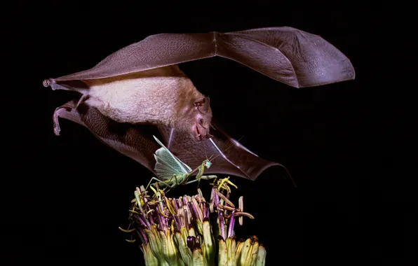 Wings, insect, bat, hunting