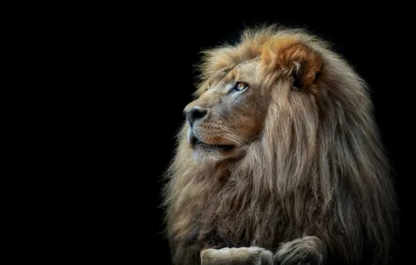 Picture lies, black background, Leo, face, profile