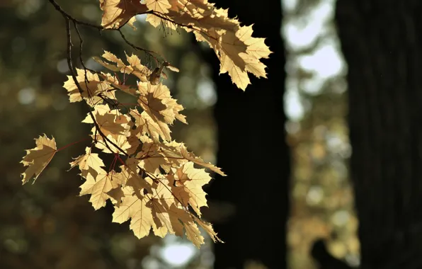 Sheet, Park, mood, Autumn, GAlex