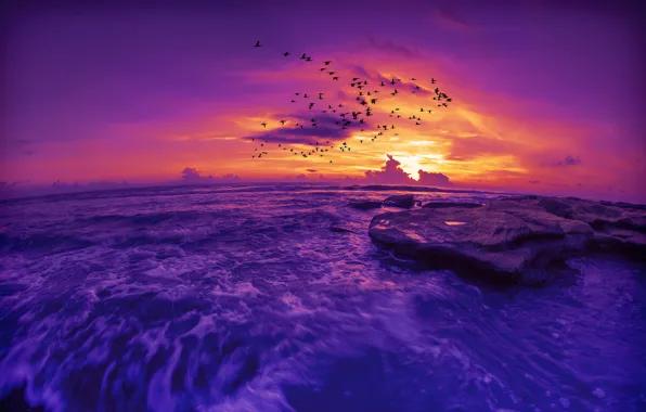 Sea, purple, the sky, clouds, flight, landscape, sunset, birds