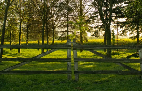 Picture greens, summer, trees, green, Nature, summer, trees, nature