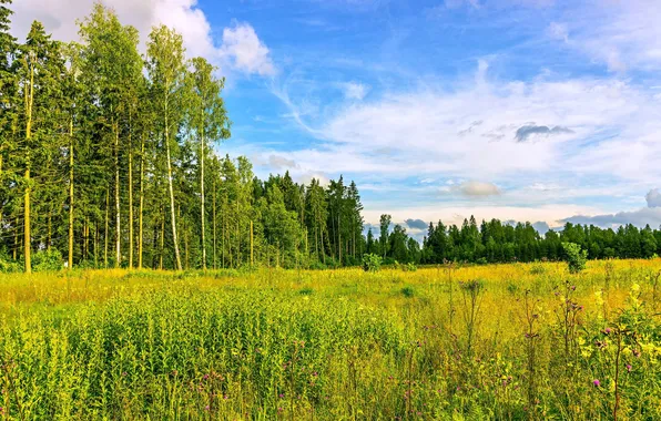 Picture field, forest, the sky, clouds, trees, landscape, flowers, nature