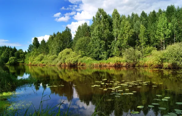 Forest, the sky, grass, clouds, trees, landscape, nature, river