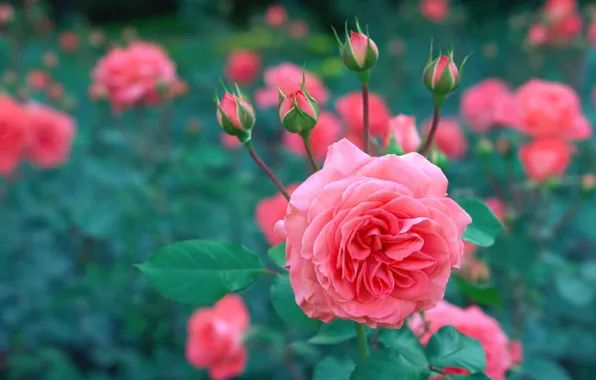 Bush, roses, pink, buds
