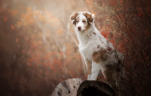 Picture autumn, look, branches, pose, dog, puppy, log, is
