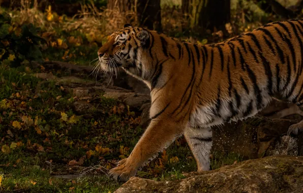 Picture autumn, forest, tiger, wild cat