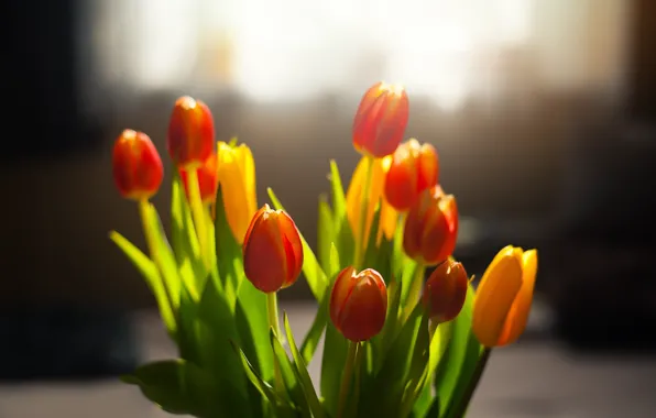 Flowers, spring, tulips