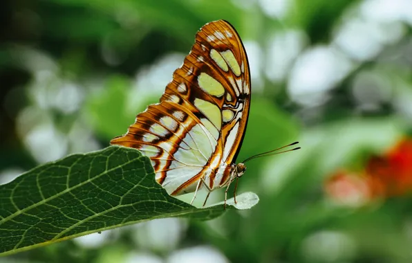 Leaves, microsemi, wings, Butterfly, insect, beautiful, closeup