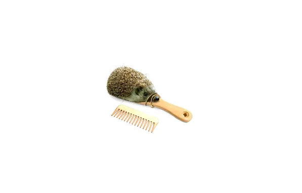 Picture white, background, hedgehog, combs, version)