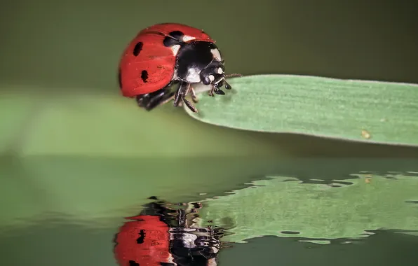 Macro, nature, background, ladybug