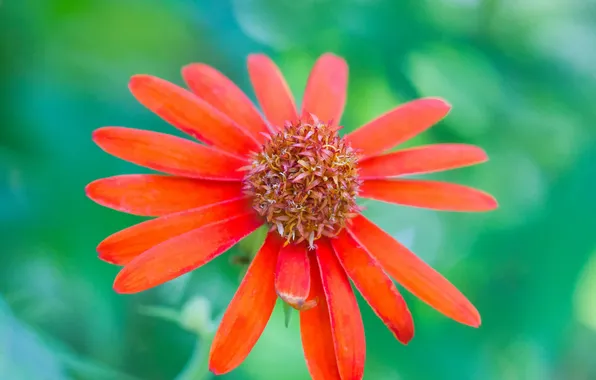 Flowers, nature, plant, petals