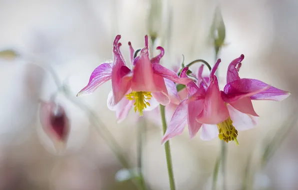 Picture flowers, nature, background, Columbines