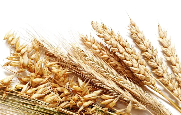 Picture field, grain, bread