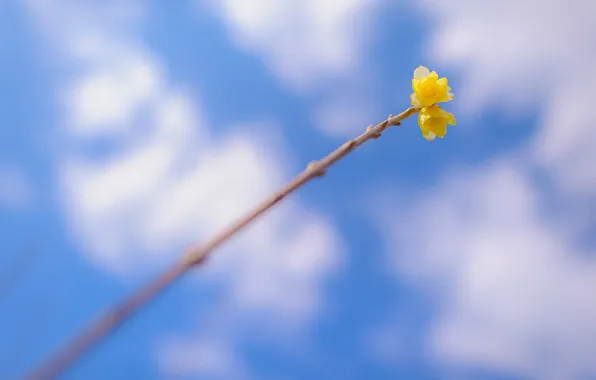 Picture the sky, clouds, macro, flowers, branches