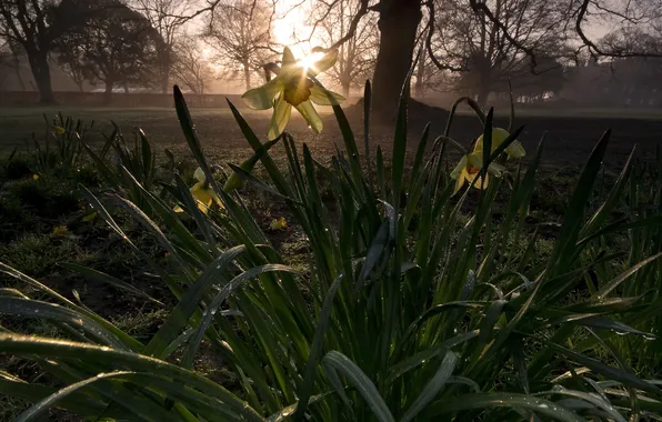 Picture flowers, Narcissus, Rise of the daffodils