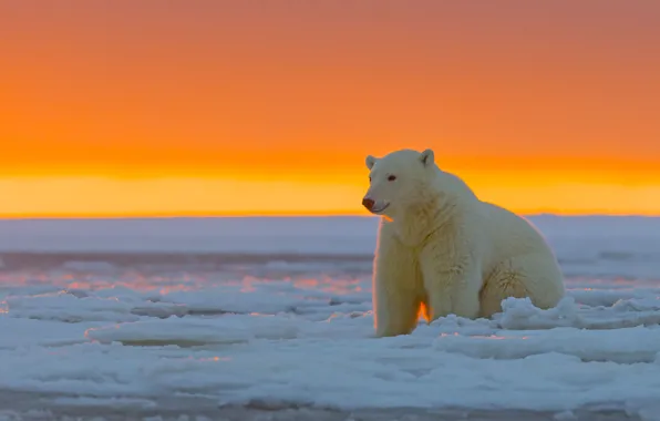 Picture sunset, Alaska, Polar bear, ice desert, The Arctic national reserve