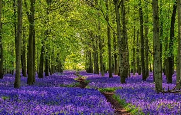 Picture forest, trees, nature, flowers, plants, walkway, path, Bluebells