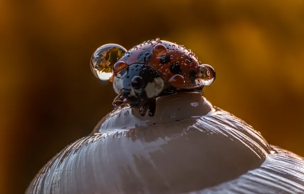 Drops, macro, background, ladybug, beetle, shell, insect, water drops