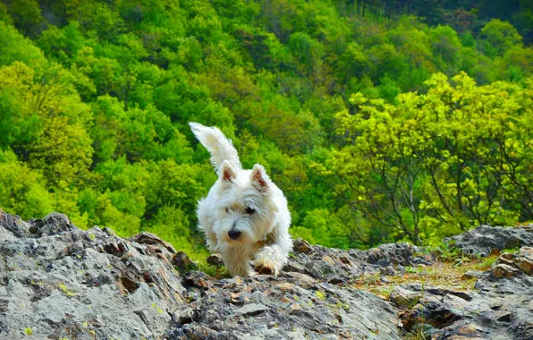 Nature, Dog, Nature, Dog, The West highland white Terrier