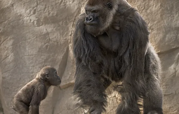 Gorilla, monkey, cub, education, dad