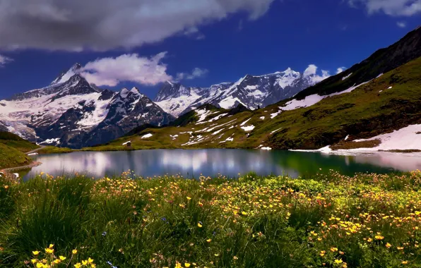 Flowers, mountains, lake, Switzerland, Switzerland, Bernese Alps, The Bernese Alps, Bernese Oberland