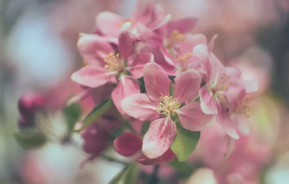 Macro, branch, spring, Apple, flowering, flowers, bokeh
