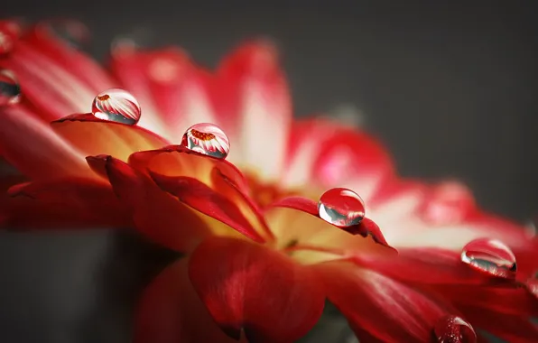 Drops, reflection, petals