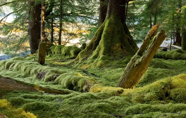 Picture forest, trees, moss, Canada, Hyde-Guayas