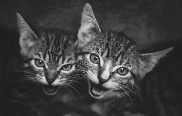 Look, cats, pose, kitty, kittens, monochrome, black and white photo, two kittens