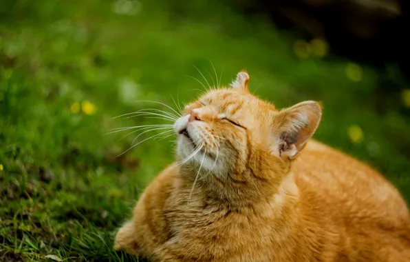 Greens, cat, summer, grass, cat, face, stay, sleep