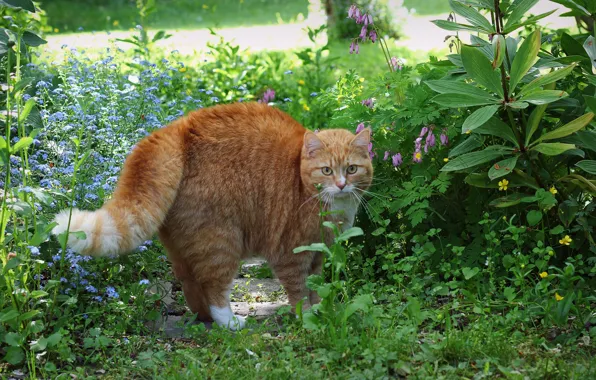 Picture grass, cat, flowers, red