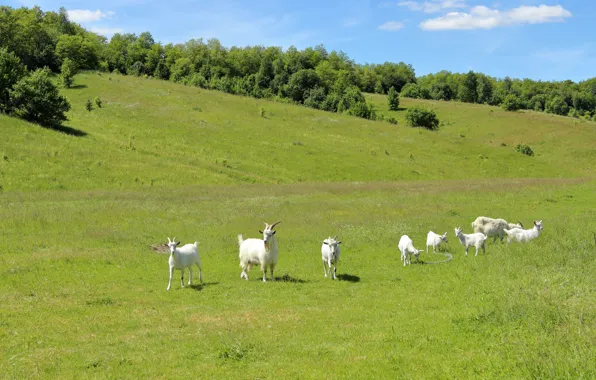 Summer, meadow, goats