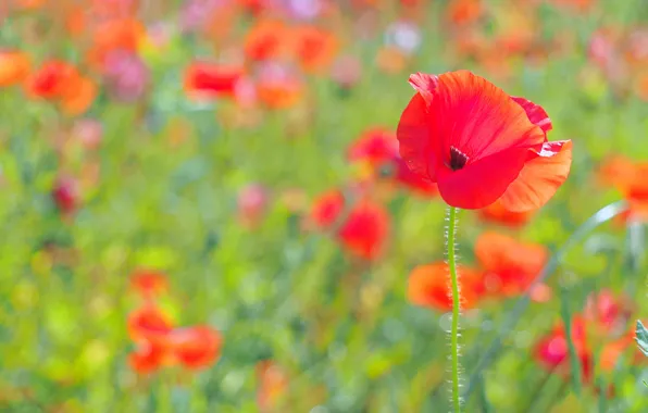 Summer, flowers, glade, Mac, Maki, blur, red, bokeh
