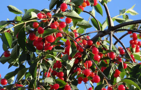 Summer, cherry, berries, 2018, June, Mamala ©