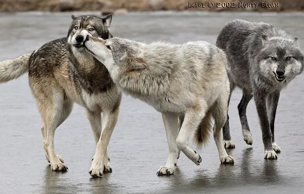 Nature, face, animal, wolf, wildlife, head, fur, mammal