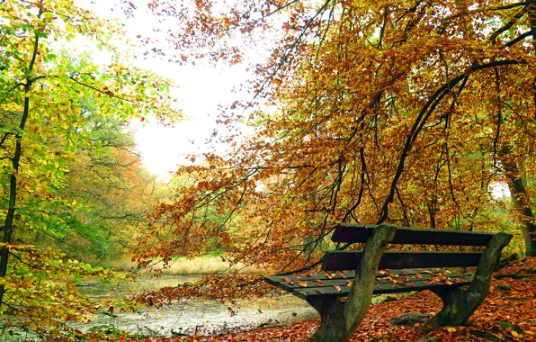 Autumn, trees, pond, Park, foliage, bench, the colors of autumn