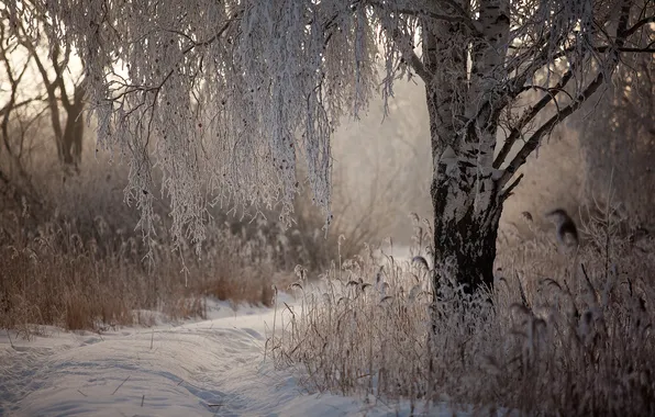 Winter, snow, nature, birch