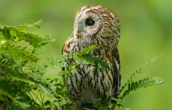 Picture forest, nature, owl, bird