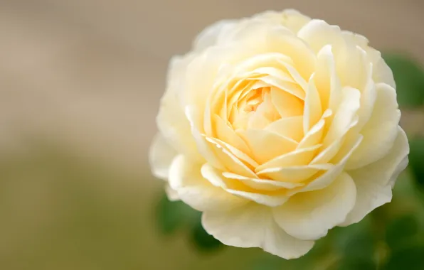 Picture macro, yellow, tenderness, rose