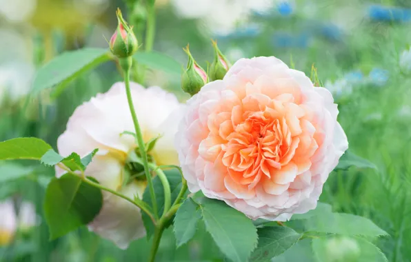 Leaves, roses, garden, orange, Duo, buds, bokeh
