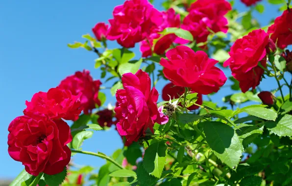 Flowers, Bush, Roses, Flowering