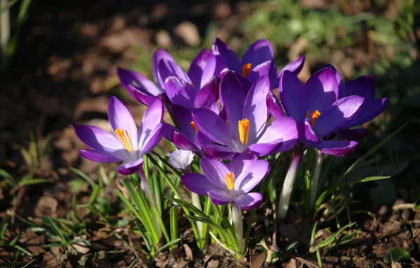 Flowers, the dark background, spring, garden, purple, crocuses, flowerbed, clearing