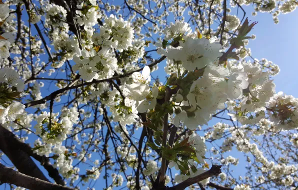 Flowers, The sun, Spring, Cherry