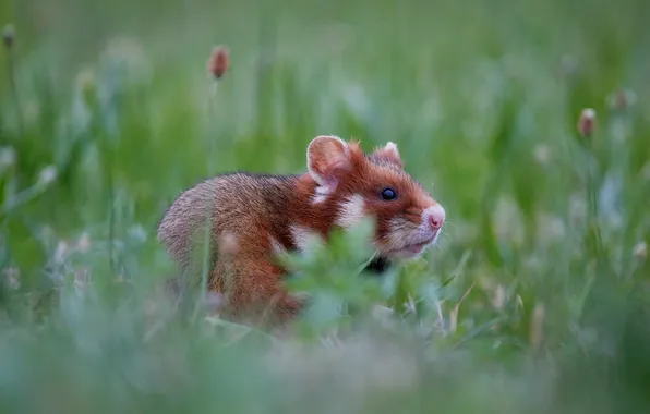 Greens, grass, look, pose, glade, hamster, muzzle, bokeh