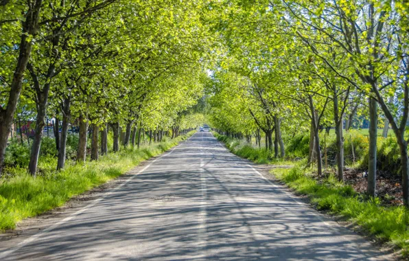 Picture road, greens, summer, trees, machine, alley