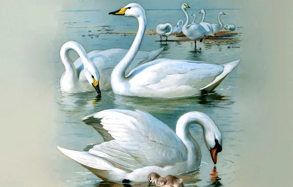Birds, Picture, Swans, Archibald Thorburn, Archibald Thorburn,, Scottish painter