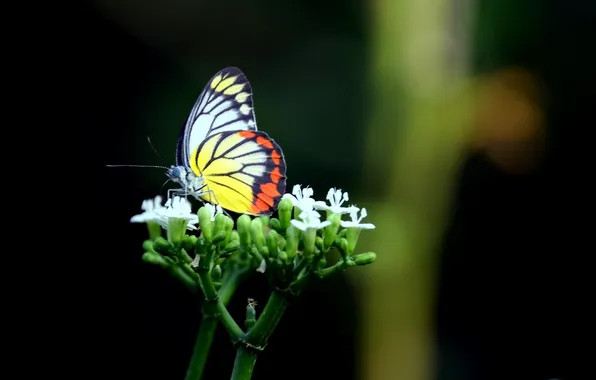 Flower, macro, butterfly, wings, beautiful, closeup