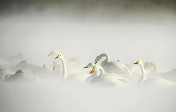 Winter, birds, lake, swans