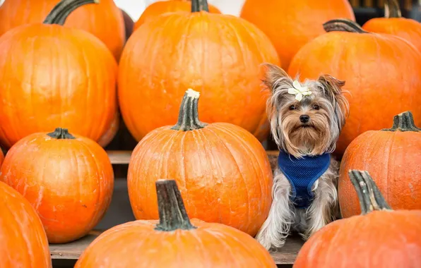 Background, dog, pumpkin