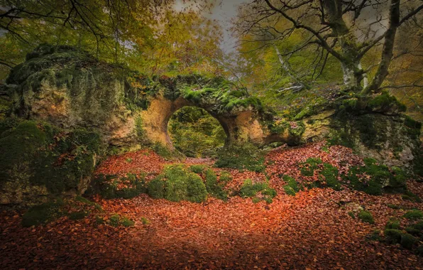 Picture autumn, forest, foliage, Spain, Spain, Basque Country, Basque Country